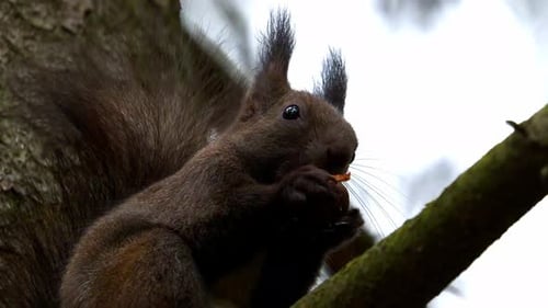 Closeup Of Red Squirrel Eating Food On Tree Branch.