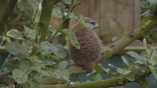 Cute meerkat (Suricata suricatta) sitting on a tree branch and looking around