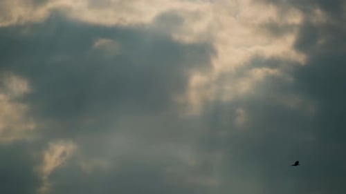 Bird Flies Through Cloudy Evening Sky