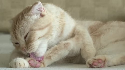 Scottish Fold Cat Licks Itself at Home Close Up