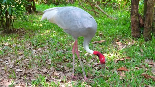 Grey Jabiru Stork Foraging for Food in Meadow