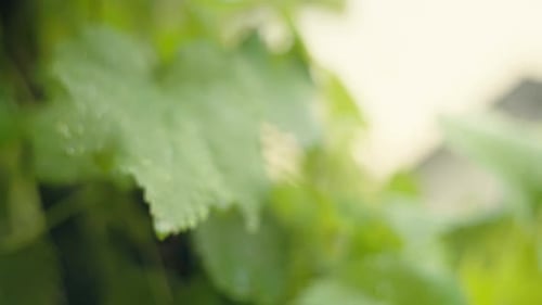 Grape Leaves with Water Droplets in Sunlight