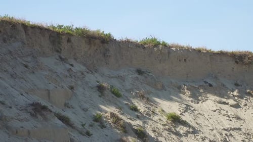 Swallow nests in the white beach slope, steady camera, swallows flying around their nests.
