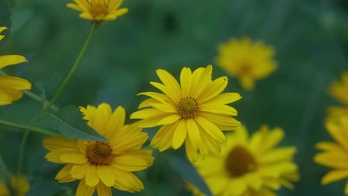 A close-up of the vibrant yellow False Sunflower (Heliopsis), showcasing its bright and cheerful blo