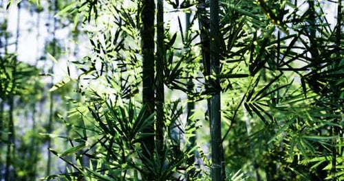 Sunlight Filters Through Dense Bamboo Grove Creating Serene Atmosphere