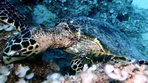 Hawksbill turtle close up