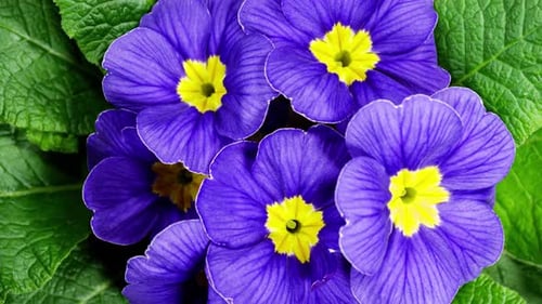 Timelapse of Blue Spring Flower Blossom. Primula Vulgaris. Blooming Primrose Flower on a Black Backg