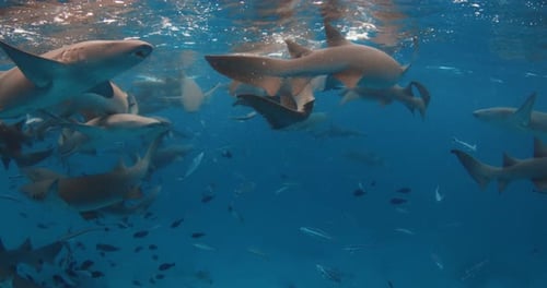 A Lot of Sharks with Tropical Fishes Underwater in Transparent Blue Sea Swimming with Nurse Sharks
