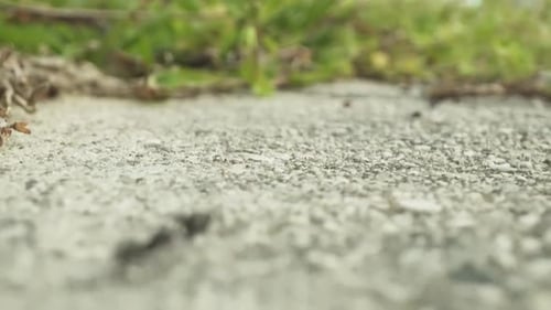 Ants Run in Groups on the Road