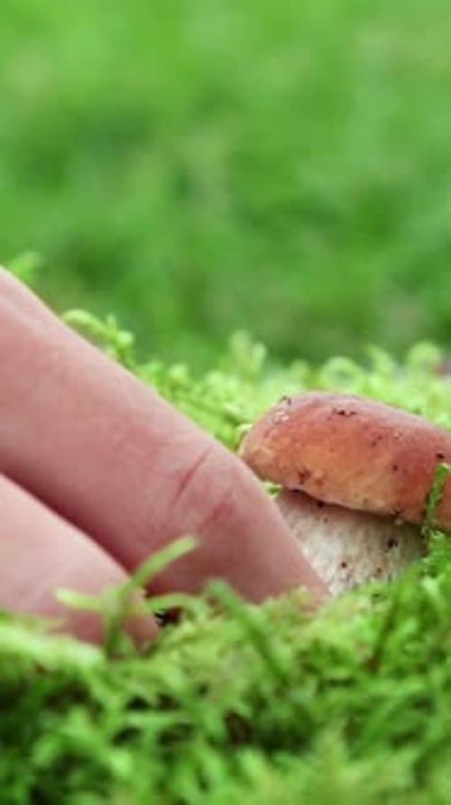 Récolte de cèpes frais à partir de mousse de forêt