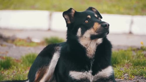 Obdachloser Hund auf der Straße in der Stadt Zeitlupe