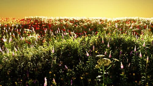 Field with Flowers During Summer Sundown