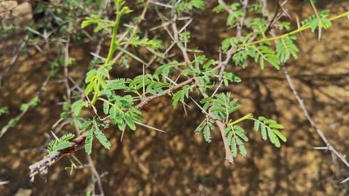 Branche de babouin avec épines et feuilles fraîches