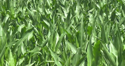 View of the cornfield, green background. Concept: ecology, corn, bio product, water, natural produ