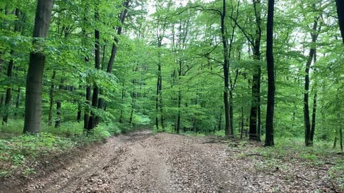 Green Forest summer in hungary