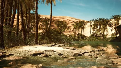 Green Oasis with Pond in Sahara Desert