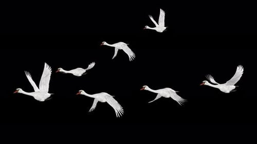 Wedge Flock of 7 White Swan Wild Waterfowl Birds - Flying Loop - Side Angle MS - Alpha Channel - 4K