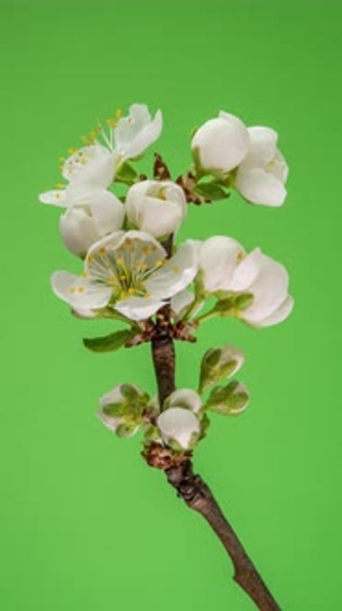 Time Lapse of the Blossoming of White Petals of a Apple Flower