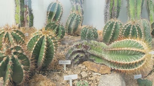 Garden of Cacti at the Exhibition Many Different Cacti in the Greenhouse Exhibition of an Exotic