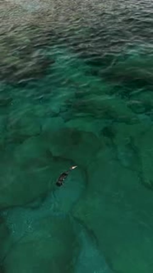 Vertical Video Aerial Wildlife Adventure Duck's Underwater Dive with Drone in Pursuit