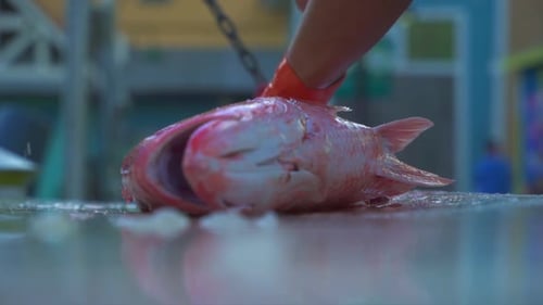A fishing boat shows off it’s catch and cleans the fish in front of the people. Dramatic slow motion