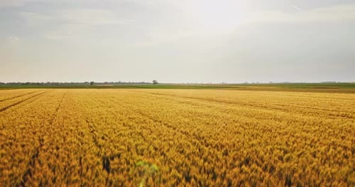 Expansive wheat field at sunset