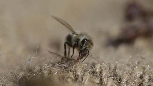 Bee farming