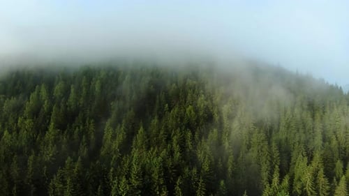 Flight Over the Forest on the Mountainside Through the Fog