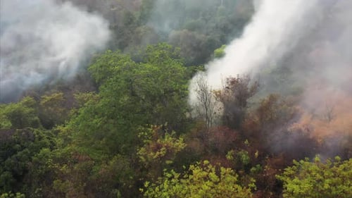 Fire in the tropical forest with smoke