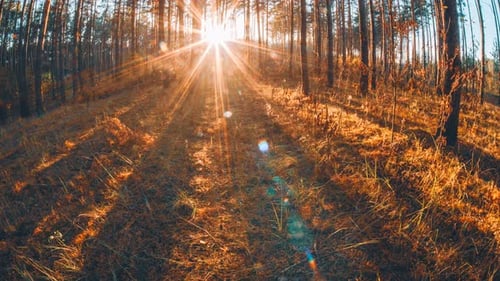 Bright Autumn Forest During Beautiful