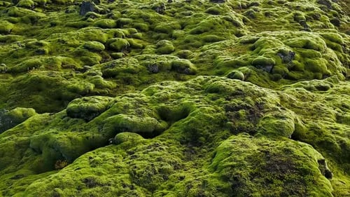 Aerial Drone Flying Over the Rock and Moss Covered Landscape of Iceland in Sunny Day Close Up Top