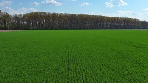 Flying Over Green Agriculture Fields in Spring