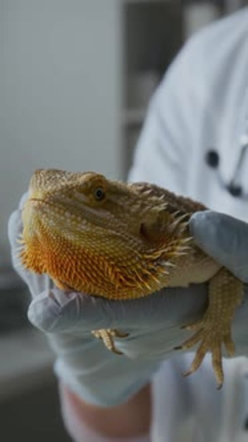 Bearded Dragon being held in gloved hands