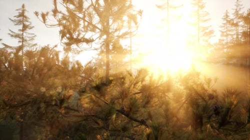 Sunset or Dawn in a Pine Forest in Spring or Early Summer