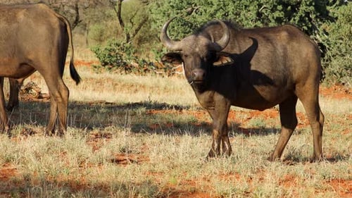 Cape Buffalo Grazing in African Savanna