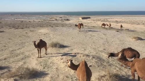 Some camels in the desert near the sea Camels desert and sea