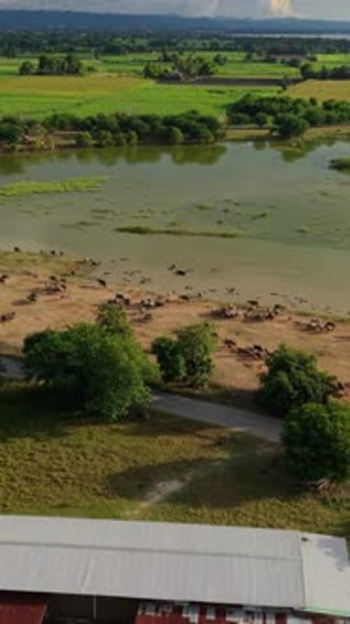 Route tranquille avec peu de circulation entre le lac Pasak Chonlasit et les champs de cultures en Thaïlande