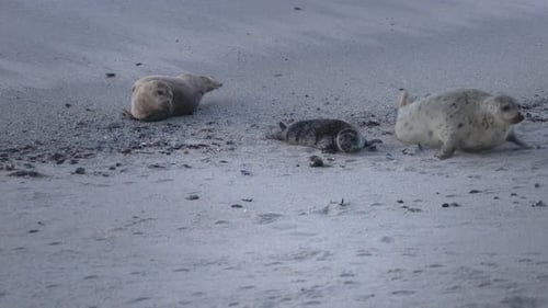 Newborn harbor seal pup scooting on sand with its mother. Mom has blood on her mouth from helping ba