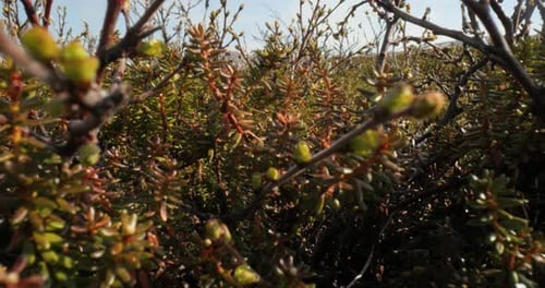 Toundra arctique. Le bouleau tordu nain arctique Betula nana, le bouleau nain, est une espèce de bouleau du