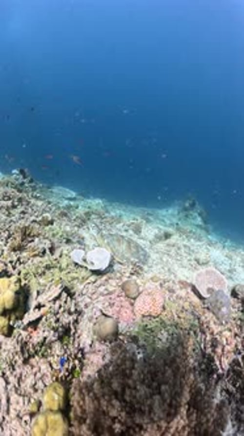 Sea turtle or chelonioidea underwater view diving with turtles divers scuba dive in the sea.