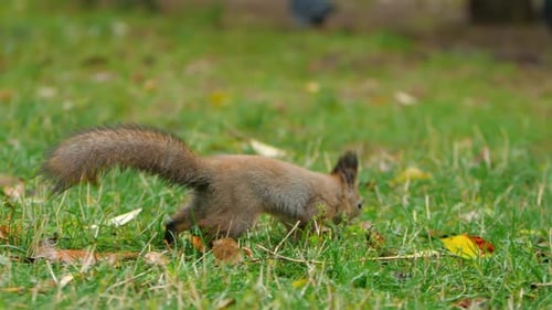 Squirrel Looks for Food in Green Grass of Lawn in Park
