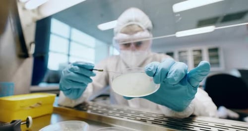 Science, safety and person with petri dish in laboratory for research, medical study