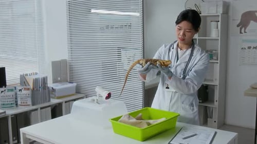 Vet Examining an Iguana in Clinic