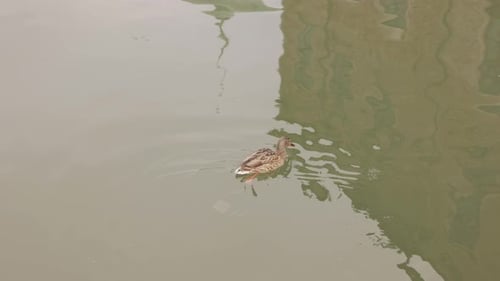 Female Mallard Duck Swimming Alone On The River In Vadstena, Sweden. High Angle Shot