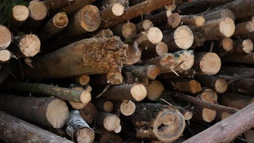 Wooden Logs Stacked In The Woods