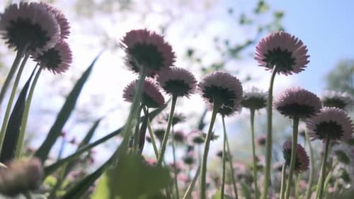 pink Daisies, Bellis perennis swaying in wind on spring day against blue sky, close up