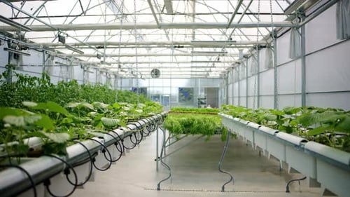 Modern Hydroponic Greenhouse with Rows of Healthy Plants