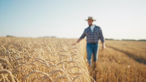 Successful Farmer Viewing His Agricultural Field with Golden Ripe Wheat or Rye Portrait of
