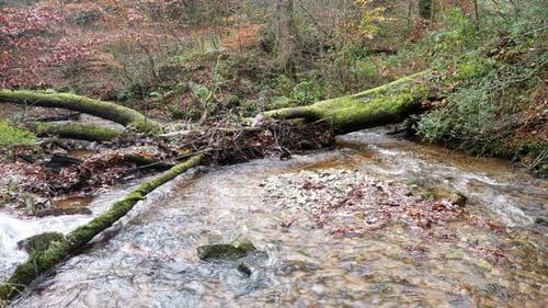 Clam river flowing under fallen tree in colourful idyllic Autumn woodland lush foliage