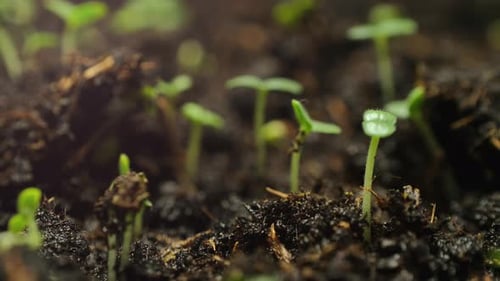 Close Up Time Lapse of Sprouts Growing in Soil